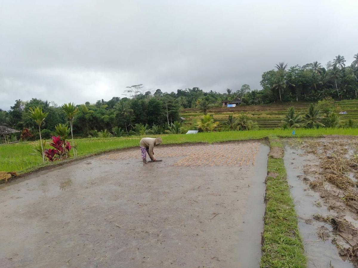 D'Ume Bendoel Homestay Jatiluwih Dış mekan fotoğraf