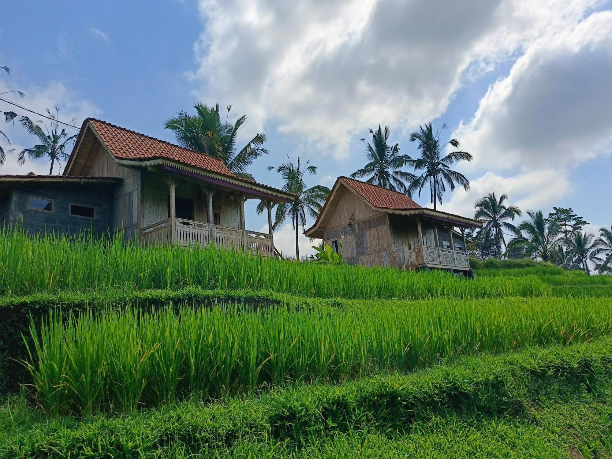 D'Ume Bendoel Homestay Jatiluwih Dış mekan fotoğraf