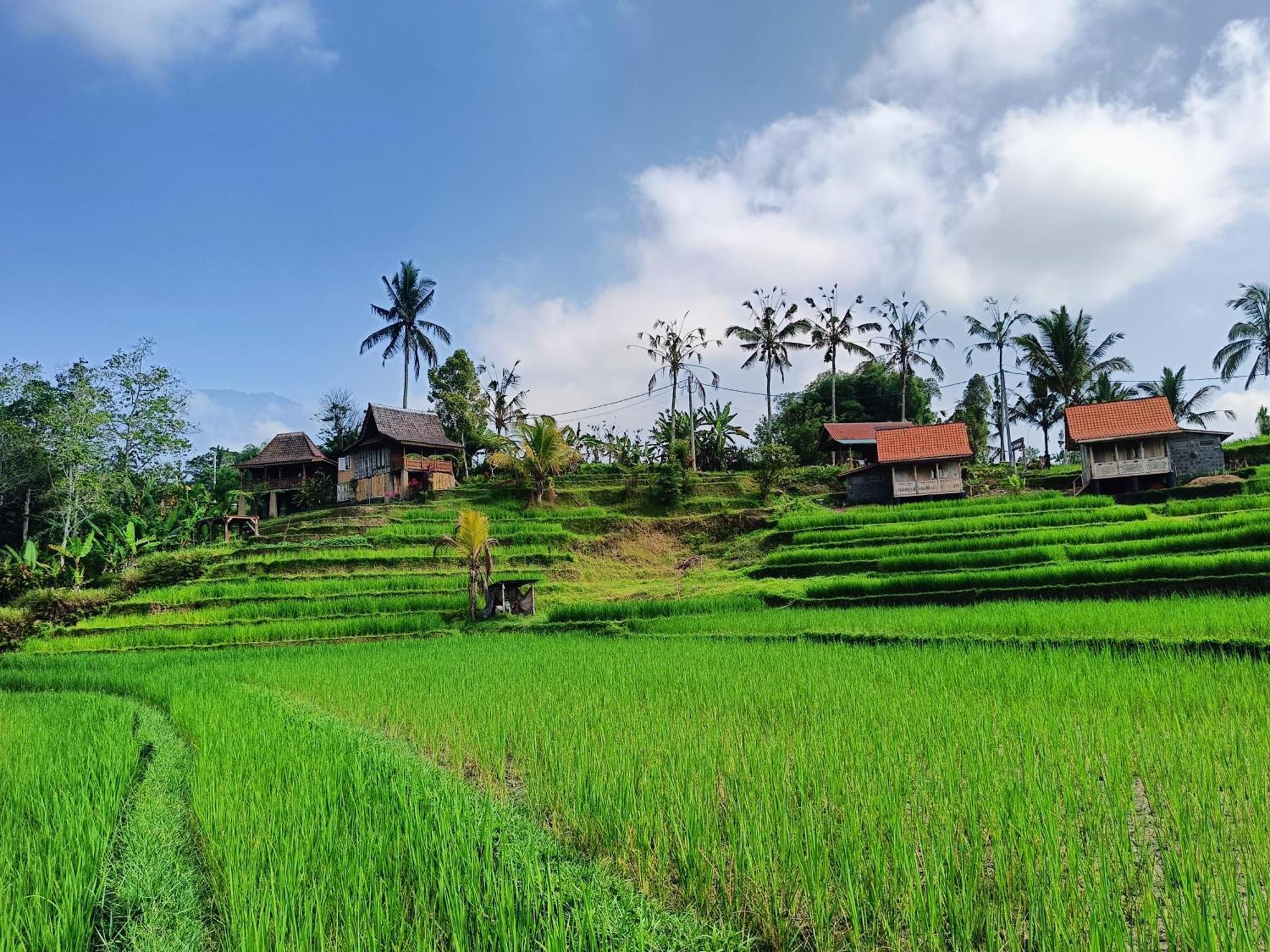D'Ume Bendoel Homestay Jatiluwih Dış mekan fotoğraf