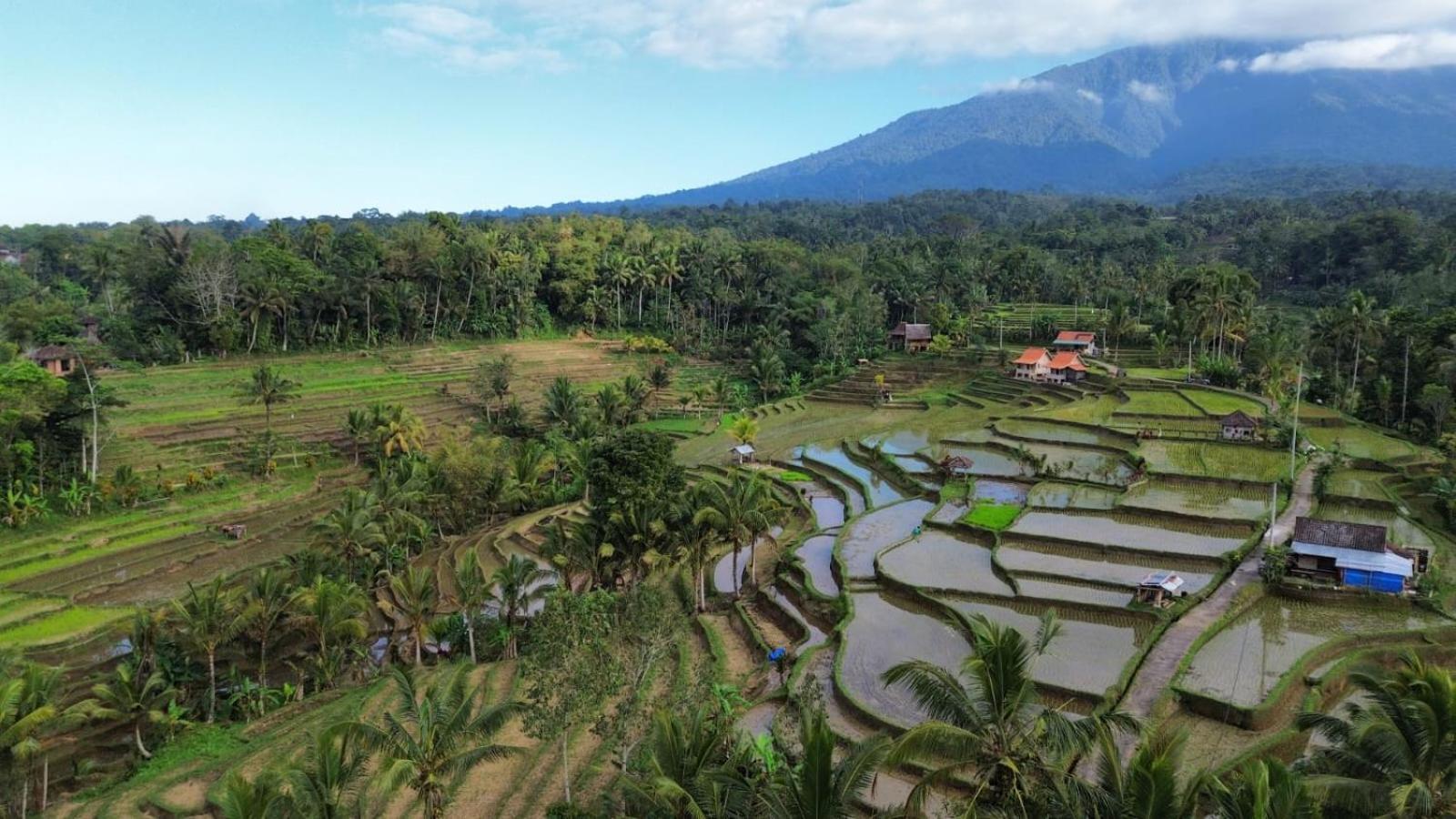 D'Ume Bendoel Homestay Jatiluwih Dış mekan fotoğraf