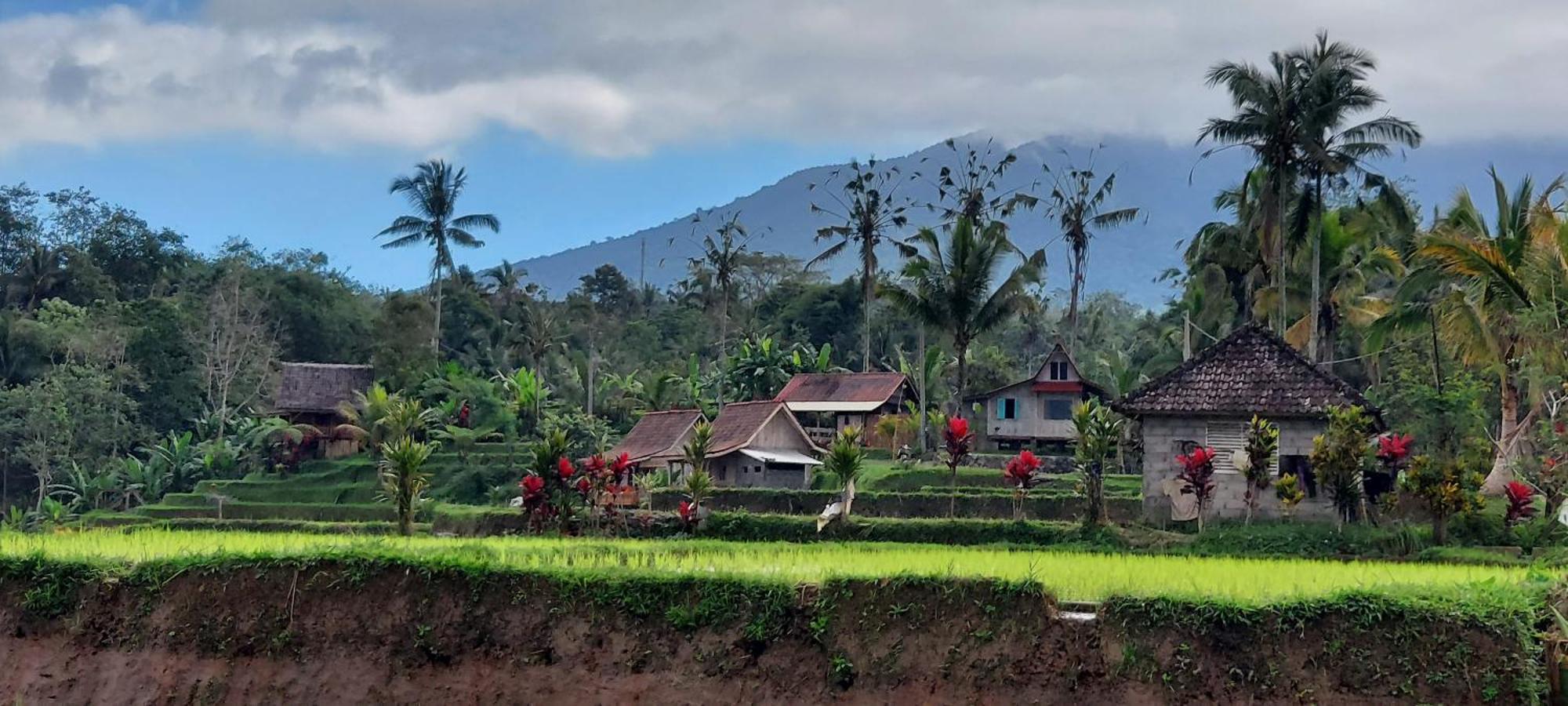D'Ume Bendoel Homestay Jatiluwih Dış mekan fotoğraf