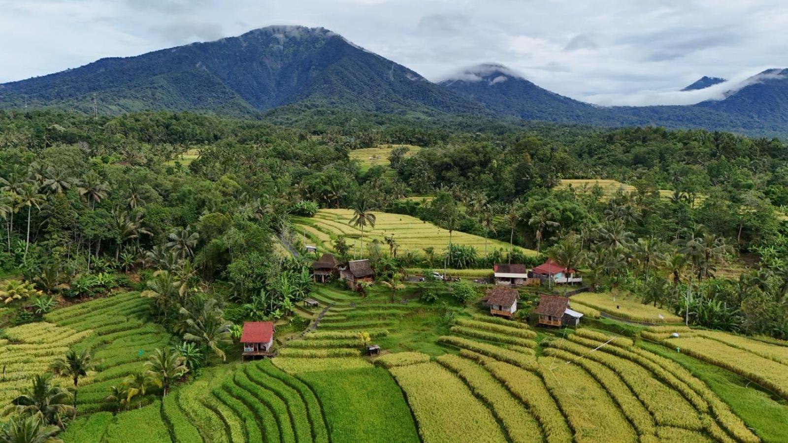 D'Ume Bendoel Homestay Jatiluwih Dış mekan fotoğraf