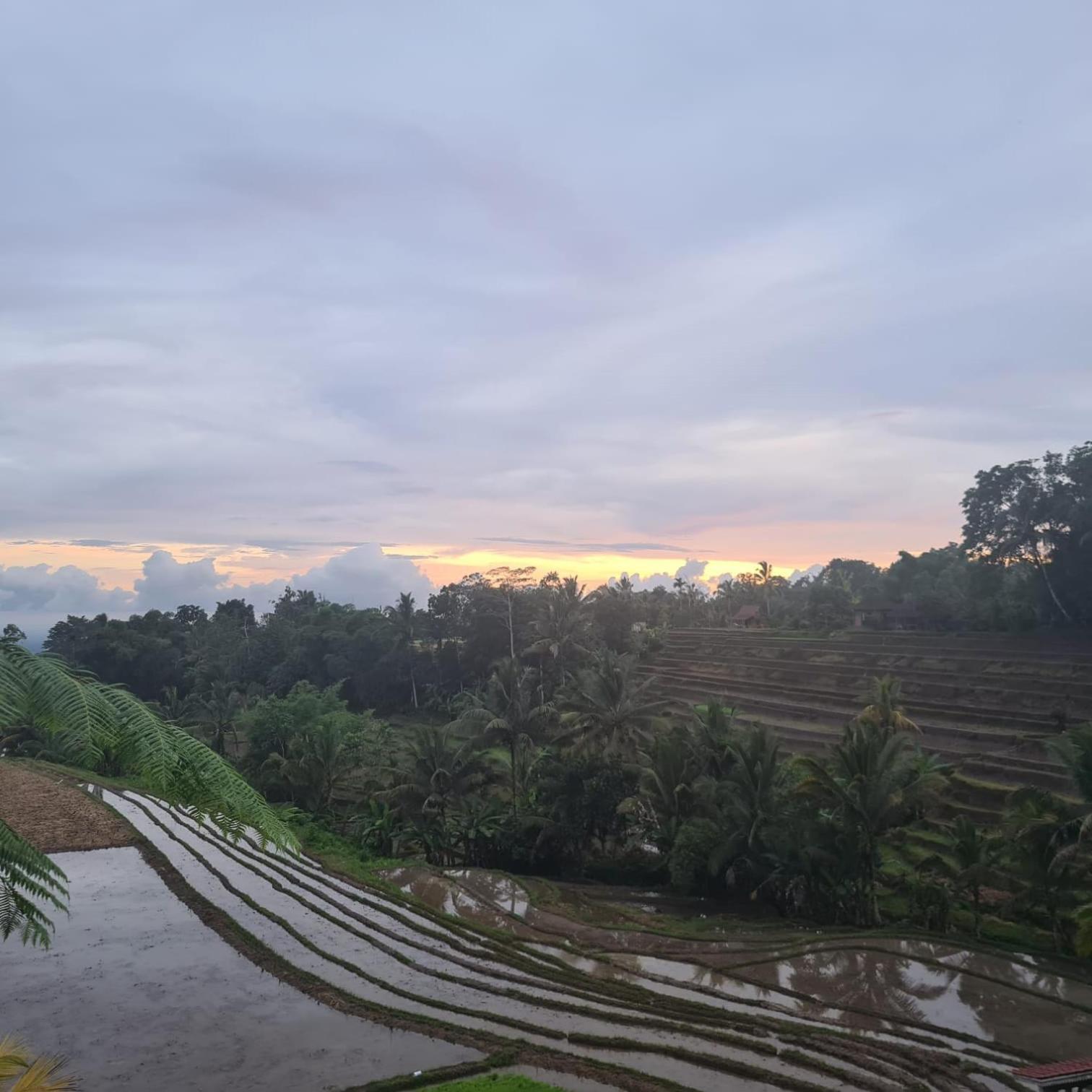 D'Ume Bendoel Homestay Jatiluwih Dış mekan fotoğraf
